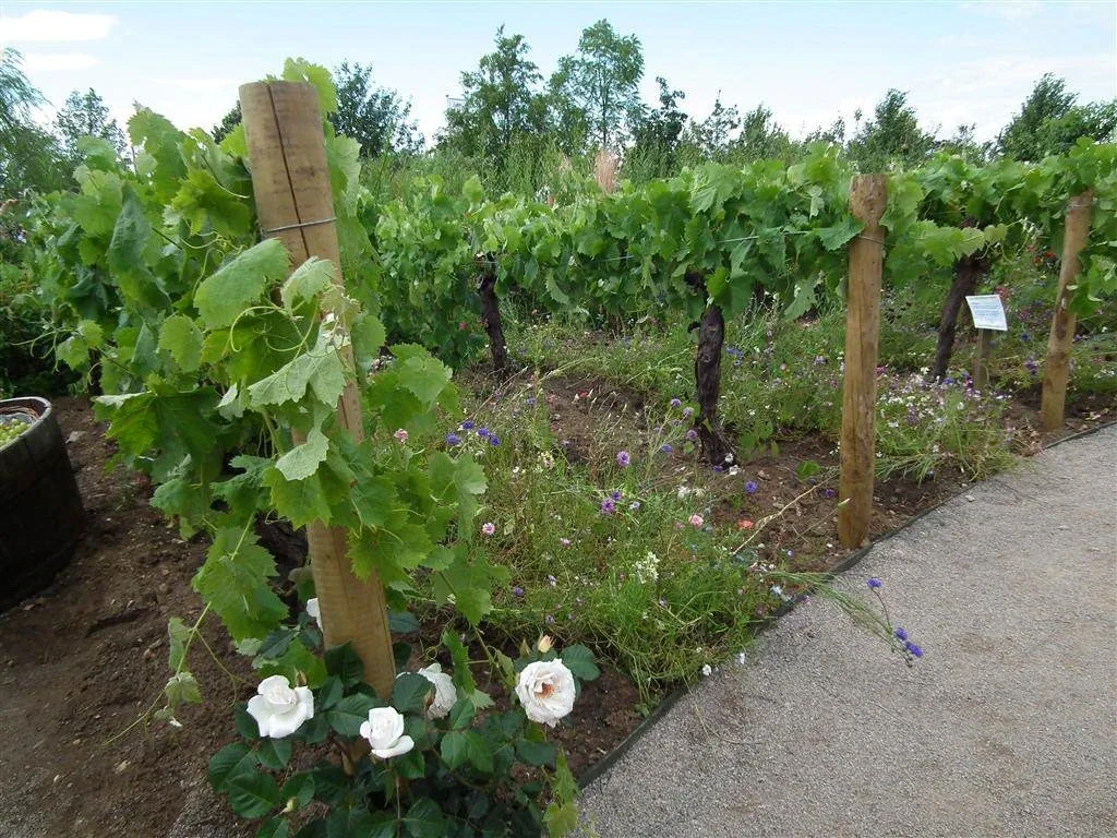 The rhs edible garden   centrepiece for 2011 show 5